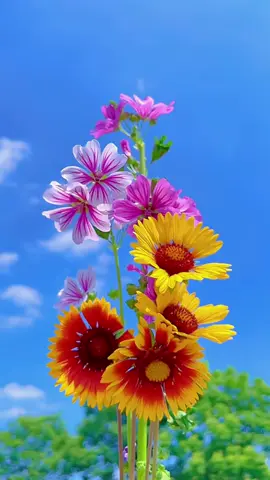 beautiful flower #flowers #花 #綺麗 #日本の風景 #scenery #お花のある暮らし #美しい花 #ดอกไม้ #꽃 @🦋Mie_🌸  @🦋Mie_🌸  @🦋Mie_🌸 