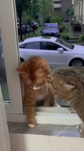 Orange Cat went out and fooled around with the little female cat for half the night,and when he came back belike... #cat #kittensoftiktok #catsoftiktok #fyp #foryou 