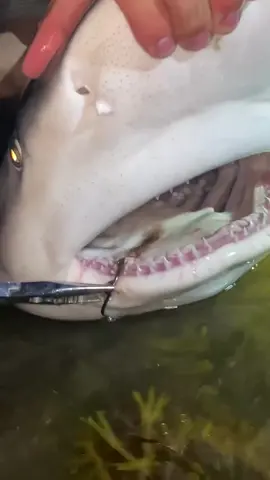 Unhooking A Brown Shark #thefishermeng  #fishing #lbsf #bunker #shark #sharkfishing #beachlife #sunrise #landbasedsharkfishing #blacktip #blacktipshark #hammerhead #floridafishing #bigshark #sharkattack #beachsharkfishing #floridasharkfishing  #hammerheadshark #drone #dronefishing #drones #sharkattack #beach #bigsharks #urbandrones #dronesharkfishing #fish #massivesharks #beachfishing #crazy #viral