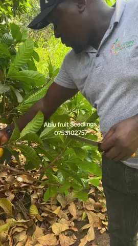 ABIU FRUIT  Seedlings available at our farm located in Matugga Sanga. Call or watsap us on 0753102757#bbsterefayina #bukeddetv #omulimiasinga #tiktokmoney #tiktokuganda #viralvideos #viral #fruit #mwamimasembe #creatorsearchinsights #tiktokersuganda🇺🇬trending #DWARF 