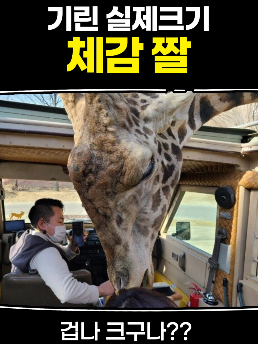 기린 실제크기 체감 짤