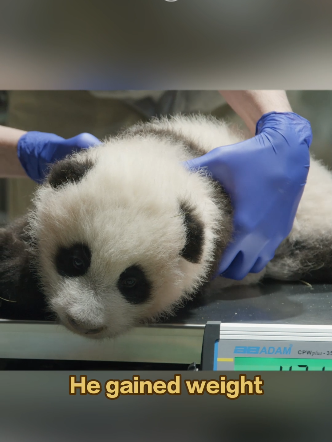 Giant panda Xiao Qi Ji/Little Miracle received good physical examination and care when he lived in the United States. Let’s have a look at the baby panda’s checkup. #FriendshipMessenger #PandasWorldTravel #CCRCGP