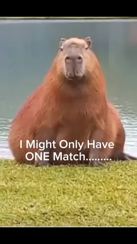 I Might Only Have ONE Match..... 💥!!! #capy #capybara #viral #fyp #foryou #meme #funny #fypシ゚viral #💥 #tiktok #capcut #edit #edits 