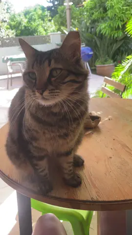 #cats #foryou 
