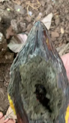 Buah kakao busuk