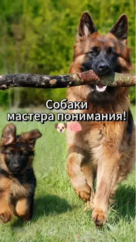 Собаки: мастера понимания! 🐶🧠 #собаки #любовьсобак #собачьялюбовь #интересныефакты #интересныймир #собачьиулыбки #dogs #doglove #dogbehavior #fyp