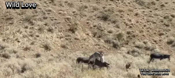 Group of power ful male donkey mating with one Female donkey | Donkey Mates with their partner| donkey mating #animalinmat #follow #view #like #animallovewiththeirmates #wildlove #animallove #donkeylover #viralvideo #trendingvideo #donkey #donkeymating #donkeylover💖💔 