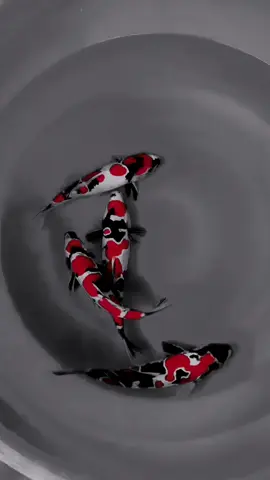 AMAZING KOI!💥🐟💥💯% #beautifulfish #koi #carp #fish #koicarp #carppassion #koifish #amazing #stunning #everyone #carpworld #koiworld #daily #nature #japan #viral #follow #fishtok #carptok 