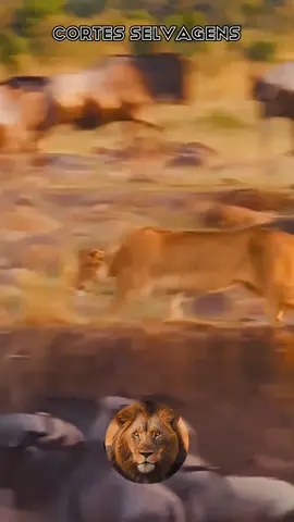 Melhores Momentos da Natureza. #animaisselvagens #mundoanimal #wildanimals #animais #natureza 