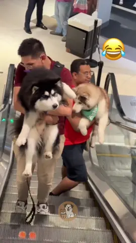 @Adam & Elea @My Petsie @My Petsie @Adam & Elea Escalator Adventures: When Brave Pups Turn into Babies #MyPetsie  _______________ Follow @my.petsie  For More Daily Videos 🔥❤️ _______________ ❤️ Double Tap If You Like This  🔔TurnOn Post Notifications  🏷️ Tag Your Friends  _______________ Plz Dm for credit & removal 💬 _______________ Watch these adorable dogs face their ultimate fear—escalators! 😂 See how their loving owners swoop in to save the day, carrying them like babies. It’s cuteness overload! 🐶❤️ _______________ Our social Media : 👇(contact on us Instagram    @my.petsie & @my.petsie1 & @mypetsie1 _______________  #DogMoments #EscalatorFear #FunnyDogs #DogLove #DogVideos #PetReels #FunnyPets #CuteDogs #DogLife #PetAdventures #DogLovers #PetOwners #FunnyMoments #PuppyLove#DogVideos #PetReels #FunnyPets #CuteDogs #DogLife #PetAdventures #DogLovers #PetOwners #funnyPuppies #DogAndOwner #DogVsEscalator #Stairs #FunnyMoments #PuppyLove#AmineBelhouari #AdamAndElea #MyPetsie 