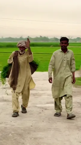 بزرگ سارا دن کام کرتا ہے، کمال ہے #villagelife #simplelife #pindlife #villagehd @Rahat Amir 
