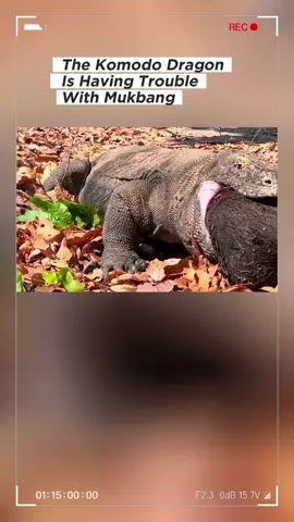 Komodo dragon is having trouble with mukbang. #wildanimals #animals #foryou 