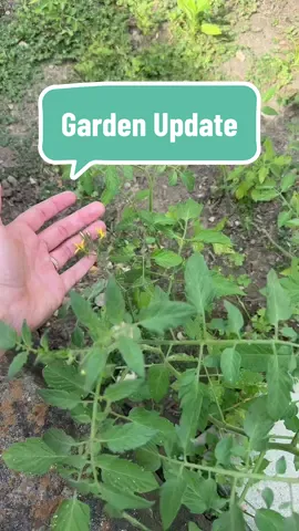 I could not believe this happened in my garden, has this ever happened to you?  #gardentips #gardentok #tomatoplants #PlantTok #gardening 