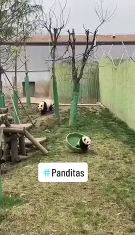 #panditas #foryou #fyp #fypviral #mcbaxter  #abcxyz #tiktok  #animalesgraciosos #pandas  #graciosos 