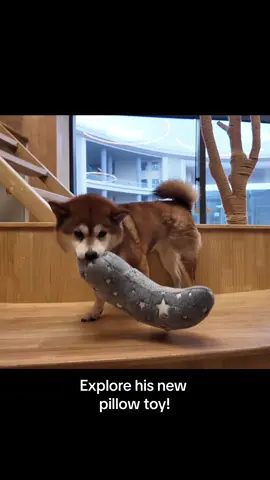 Look at how happy he is playing with it—totally worth it! 🐾💕 Bring more joy and comfort to your fur baby today! #pets #catdogpillow#dogcalmingpillow #petproducts #petfun #furkids #petcare #petlife #petlovers #POMESEA 