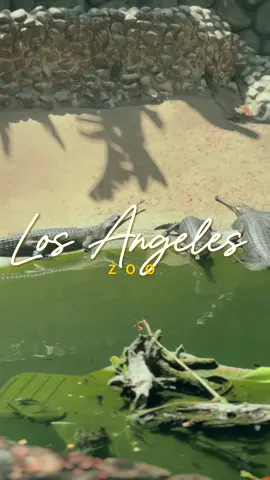 LA Zoo trip 🦍🦛🦒🦓  • • • #lazoo #losangeles #thingstodoinla #losangelescalifornia #zoo #Lifestyle #fyp #foryou 