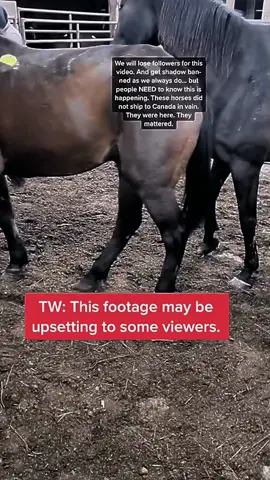 Thanks to high inflation costs more horses are be
