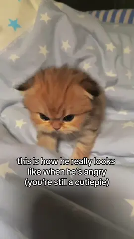 you can‘t look scary or mad you will always be cute #cat #catsoftiktok #Relationship #bf #gf #catmemes #fyp 