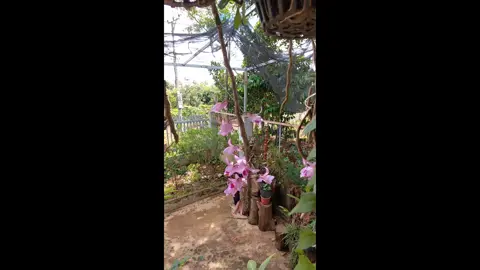 lan Đột biến dưới 1 tỉ cụ thể 200k 🤣🤣🤣#tiktok_india #xuhuong #junco #junco #lof #luuhuong 