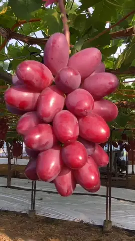 Come on, if you want to take part in the harvest, let's go to Thailand😂😂✌️ #sweetfruit  #fypシ゚viral 