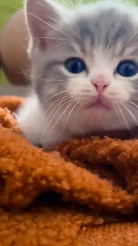 #mpus #cat #cutecat #kucing #kucinglucu #kucingimut #viralvideo #fypシ゚viral 
