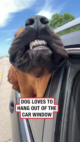 Why are his teeth so white? 🤣 (🎥: @moose.bloodhound) #ladbible #funnyvideos #dogsoftiktok #animals #bloodhound