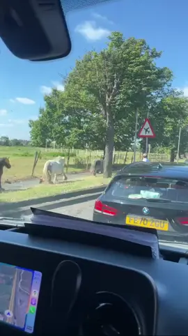 Horses run on the pavement next to Heathrow Terminal 4