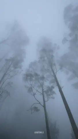 Lost in the mist, towering trees above 🌱🌫️ #naturevibes #mysticforest #foggy #foggyday #srilanka #viral #trending #nature #travel #explore #fyp #thaprobane🇱🇰 #fypシ #liptonseat #video #videography #travel 