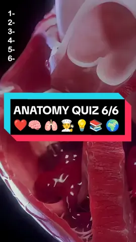 Anatomy quiz for Americans ❤️🧠💪👀  #quiz #quiztime #quizchallenge #anatomy #human#biology #medicine #foryou #doctor #nurse #doctorsoftiktok #nursesoftiktok #greysanatomy #learn #trivia #knowledge #fypシ゚viral 