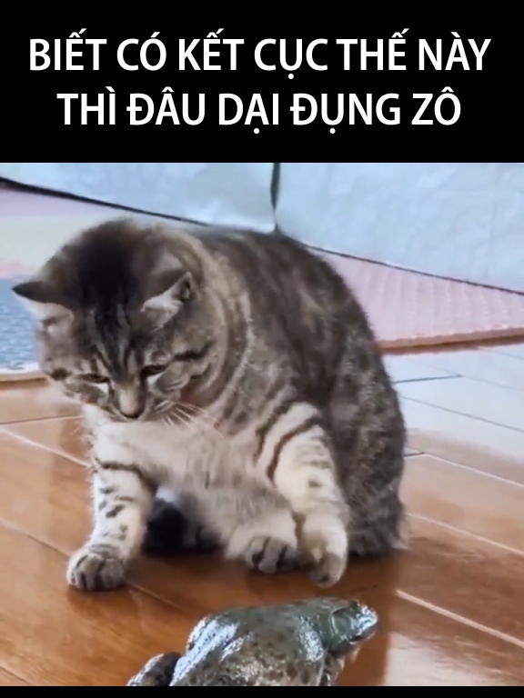 Thậc zô nghĩa :( #Mèo #dễthương