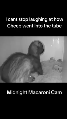 Peets!!! 🥔🍪💨 #ferretsoftiktok #ferret #ferrets #cheepgoyeet #wholesome 