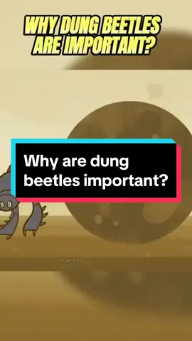Dung beetle - an amazing insect, saving earth everyday. #beetle #facts #insects #earth 