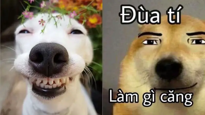 Hình meme  #meme 