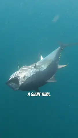 Flying fish gets the smoke! #fishing #bluefintuna #flyingfish #deepsea #sushi #catchandcook 