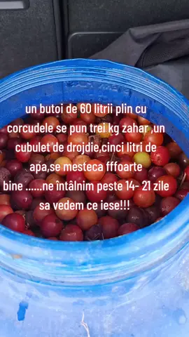 #un butoi de 60 litri cu corcudele se pune : 3 kg zahăr,1 cubulet de drojdie,5 litri de apa , mestecat foarte foarte bine . după 14-21 zile e gata de destinat !!!#
