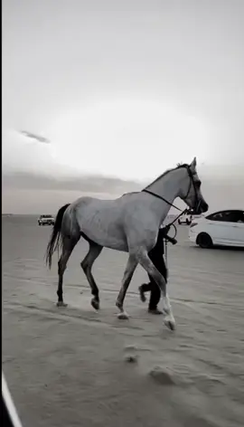 عجاج🐎✈️#خيل#خيل_وخياله🐎#تصلال🔥🎠#ناموس⚡#سبوق🔥🐪#نجران_شروره_الوديعه#سباق_خيل#البطل#b#
