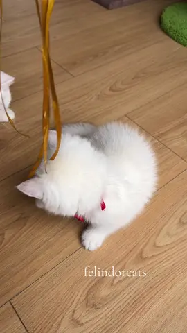 Cuteness overload🥹🎀 #kitten #kittensoftiktok #cute #cutekitten #mariearistocats #didney #fyp #fypage #explore #explorepage 