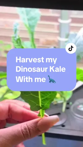 Time to harvest this dinosaur kale 🦕 once my veggies start to steal light from the others, its time for a quick snip #indoorgardening #homeharvest #blackgirlgardening #hydroponicgardening #homegarden #CapCut 
