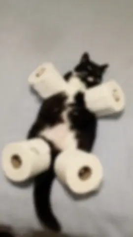 Dingus core. #thisdingus #dingus #cat 
