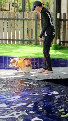 ต้องแฮ๊ปปี้ฮ๊าฟฟฟ #corgi #puppies #strong #swimming #pet #family #dogs #doglover #fun #pets #onthisday #onthisday #dogsoftiktok #Love #noseycorgi #puppy #happy 