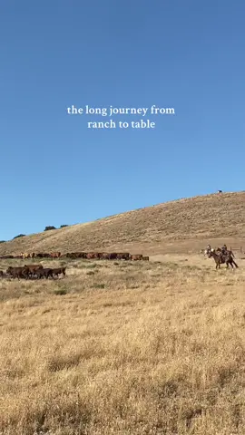 part 1. 🐂 #cattleranch #cattlerancher 