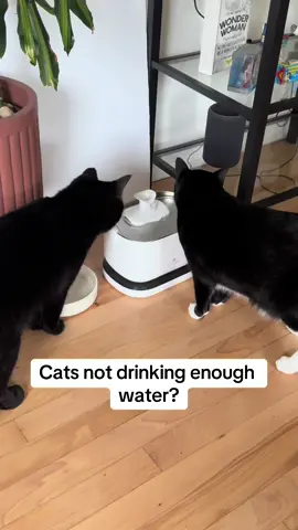 Cat water fountain #cat #cats #catsoftiktok #catlover #cattok #catlovers #catlifestyle #catlife #catslove #catslover #catlife #catlifestyle #cataccessories #catstuff #catsandwater #water #waterfountain #petparent #petproducts #catproducts #catwaterfountain #watertok #stainlesssteel #catacne #catapproved 