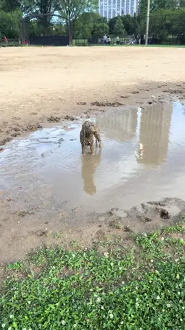 @dumplingthedoodle  living up to her name! My yorkie was chasing her until she jumped in the mud, he was not having it 🤣 #dogsinpuddles #funnydogs #dogsinmud #chicagodogs 