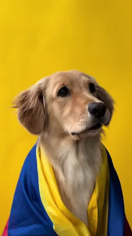 Colombiaaa 🇨🇴🐾😍 Hacia falta la versión perruna de este trend 👀  #fyp #colombia #perros #colombiatrend #dogsoftiktok 