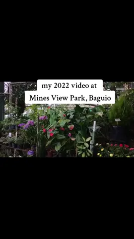 2022 video at Mines View Park, Baguio #travelblog #nature #baguiocity #fypシ゚viral 