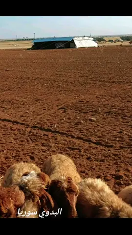 #CapCut ##صلوا_على_رسول_الله  #ماشاءالله_تبارك_الله #الغنم🐏🐑 #البدو #متابعه_ولايك_واكسبلور_احبكم #راعي_الغنم #الباديه_السوريه #الشرقيه #الشماليه #غنم_صنف_نعيم_حلال_الخليج_الكويت_سومه_م #غنم_صنف #الغنم_غنيمه #حياة_البداوة #حياة_الريف #الجميله #ترند_تيك_توك #عرب #خاثر_غنم #سمن_غنم #راعي_الحلال #غنماتي #غنم #بارسيا #جملان #الشاهي #المواشي #غنم_الشمال #ربيع_الشمال #الربيع #الحماد_السوري #الشمال #الجزيره #الفرات #التراث #القديم #زمن_الطيبين #حنا_بدو_نقدح_من_الروس_للروس #حنا_عرب_منيعه👊 #ارحبووووو_ملايين_تردفها_ملايين_واكثر #متابعه_ولايك_واكسبلور_فضلا_ليس_امر #سوريا_تركيا_العراق_السعودية_الكويت #الخليج_العربي_اردن_عمان_مصر_تونس_المغرب #ادلب_حمص_حلب_شام_درعا_حماة #فلسطين #جدوع_الاحمد #احمد_براهيم #سعدي_البياتي #سعدون_جابر #راكان_الفاعوري #عبدالعزيز_الجبوري #عدنان_الجبوري #عتابه #مواويل #زماره_شرقاويه #اكسبلوررر #متابعه #وتعليقكم_عل_الفيديو #مصمم_فيديوهات🎬🎵 #🖤🎧 #الشعب_الصيني_ماله_حل😂😂 @بًنِتٌ دٍرعٌآ❤ 