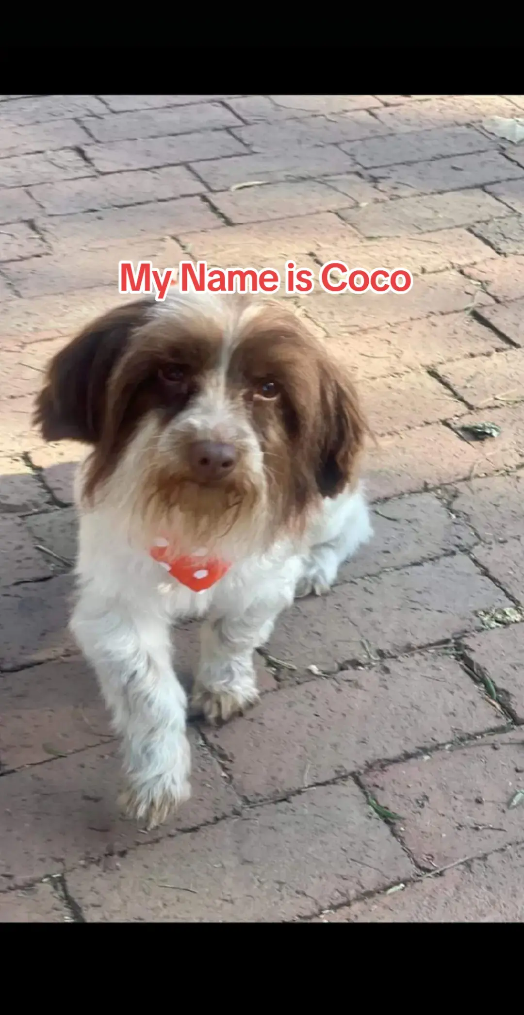 **Meet Coco!** Coco is a gentle, lovable soul who has had a tough start as a puppy mill mommy dog with no pups. She was recently taken in by Place a Pup and is now looking for a forever home. 🐶 **Age:** About 5 years old 🧡 **Personality:** Playful, gentle, and great with other dogs and kids 🔜 **Health:** Will be sterilized ASAP Coco deserves a loving family to call her own. Could it be you? Come meet her and see why she's so special! 📞  Contact Jess via whatsapp on 071 675 3200  🏡 Adoption Fees and Home Checks apply! ☀️ Pups are based in foster care in and around Gauteng ⚠️ PLEASE NOTE - We cannot always guarantee the size or breed of our rescued pups #adopt 