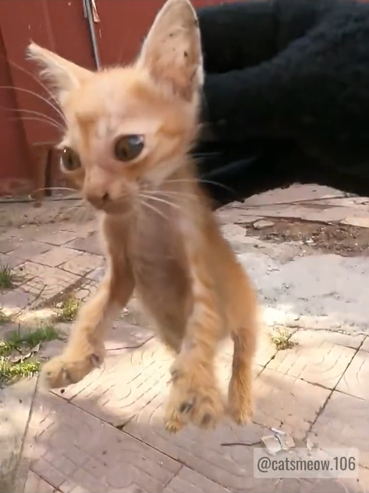 #rescuing #catrescue #catsvideo #fyp #catsoftiktoks #kitten #kittens #fypシ゚ #cats #lovecats