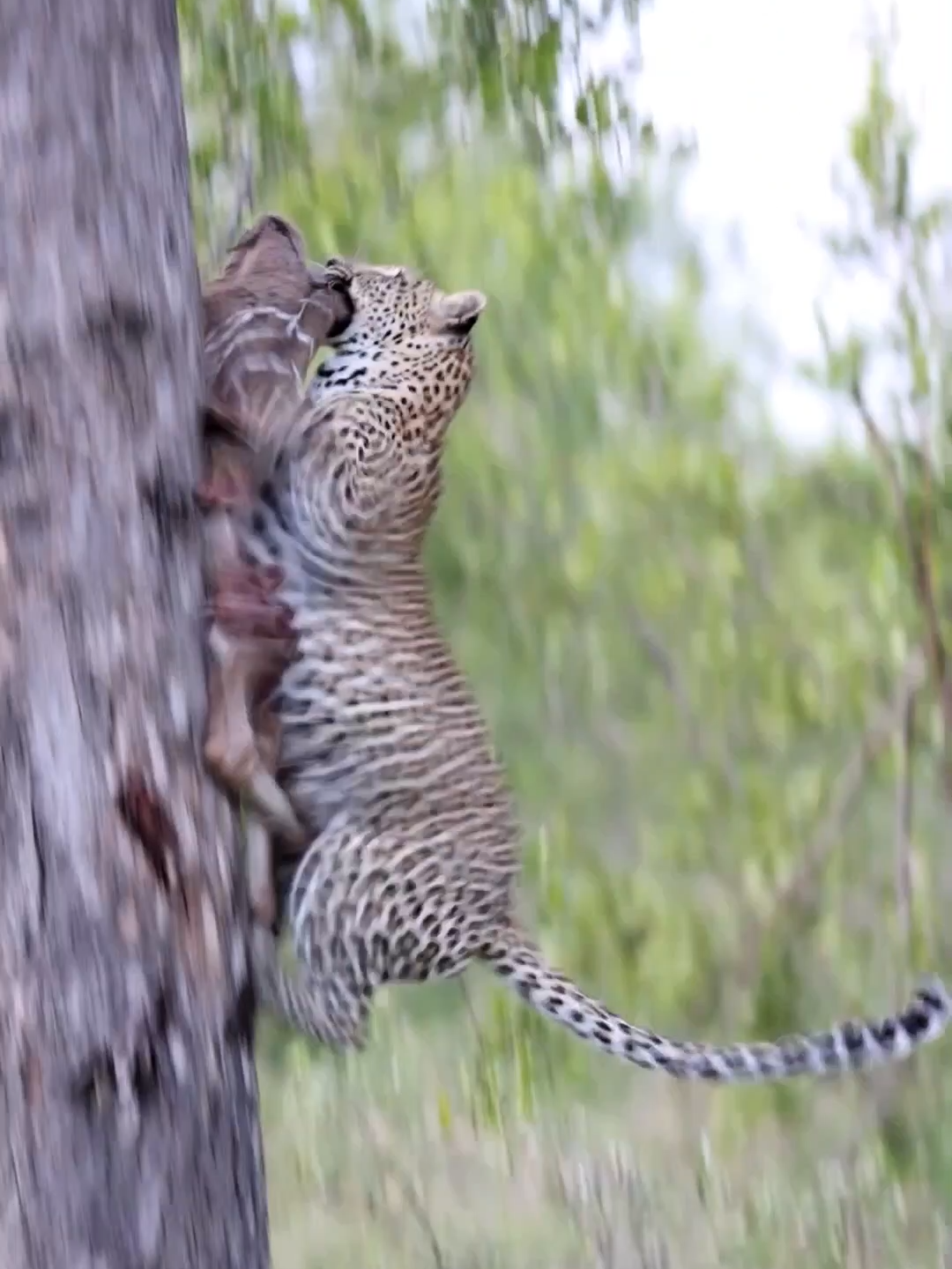 Witness the amazing strength of this leopard lifting its meal! 🐆 #wildlife #wildanimals #leopard #southafrica #africa #safari