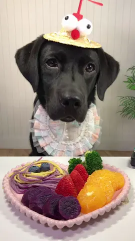 #labrador #Foodie #pets #dog #cute 
